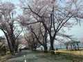 海津大崎の桜.mp4