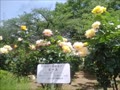 与野公園　令和5年5月3日　バラが見ごろ.mp4