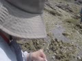 横須賀市荒崎海岸なんやの浜散策(2025年5月13日) 横須賀市荒崎海岸なんやの浜散策(2025年5月13日)