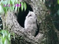 ふくろう 二番子.mp4 ふくろう 二番子.mp4