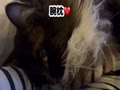2025.5.15 ドア開放後甘えるピーちゃん.mp4 2025.5.15 ドア開放後甘えるピーちゃん.mp4