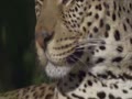 6- Chamada Já Vai Começar Reapresentações + Abertu 6- Chamada Já Vai Começar Reapresentações + Abertu