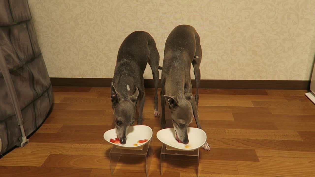 ペネロピ１３歳の食べっぷり！
